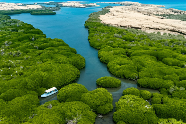 Forest in the archipelago of Farasan Islands.