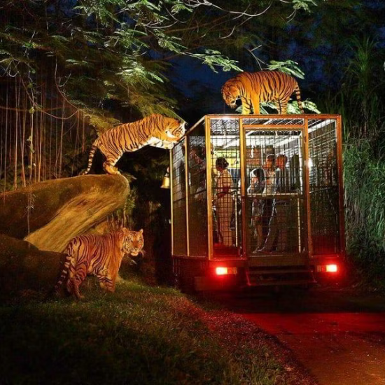 Night Safari, one of the top places to visit in Singapore. (credit: singaporenightsafaritickets.com)