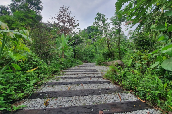 Visit Taman Tugu if you want the feel of the jungle inside Kuala Lumpur city.