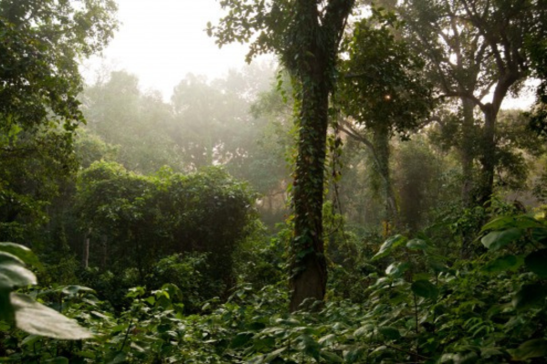 Rema-Kalenga, a dry and evergreen forest in Habiganj, Sylhet.