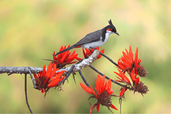 Red-whiskered bulbul in Satchari National Park, Syhet.