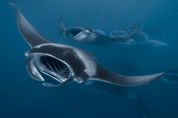Manta Rays at Hanifaru Bay.