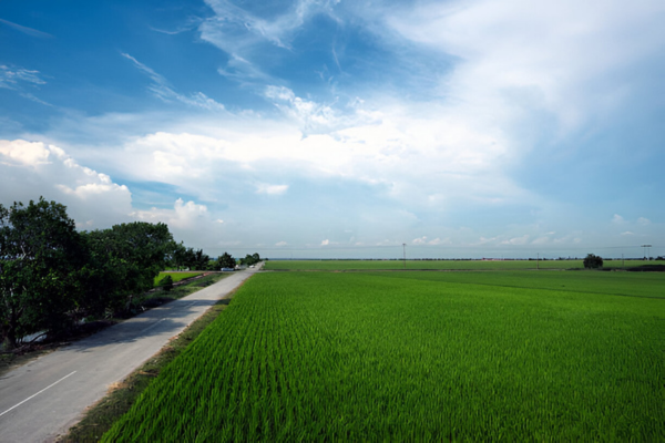 Sekinchan is a countryside zone in Malaysia which is a good place to visit for tourists.