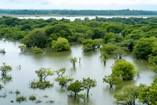 Aerial view of Ratargul Swamp Forest.