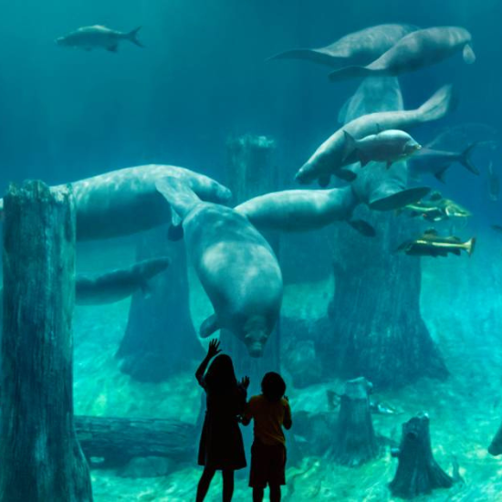 River Winders, one of the top places to visit in Singapore. (credits: Mandai Wildlife Reserve)