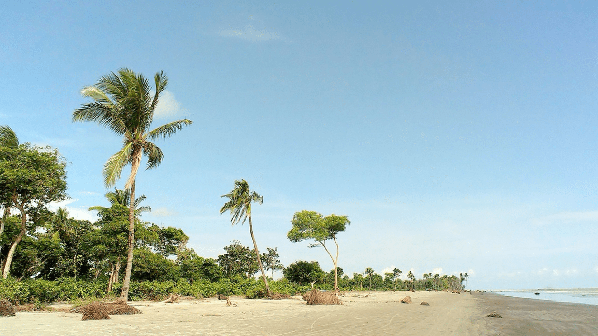 Qizlarning mushuklari va kokraklari