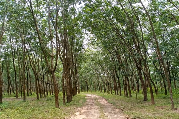 Places to Visit in Cox's Bazar - Ramu Rubber Garden (Credits: Vromon Janala, YouTube)