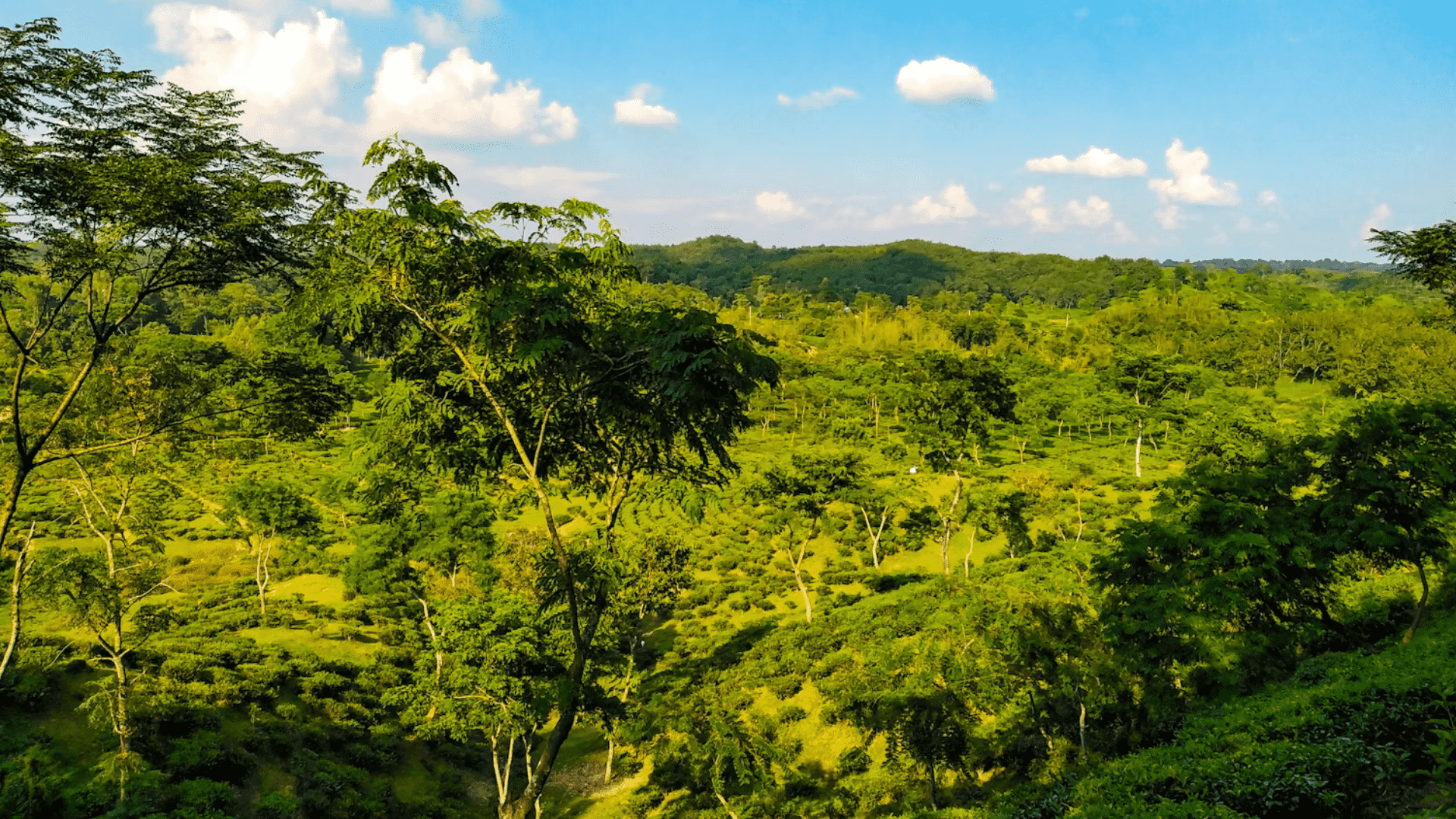 শ্রীমঙ্গলের সেরা কিছু রিসোর্ট সম্পর্কে জেনে নিন