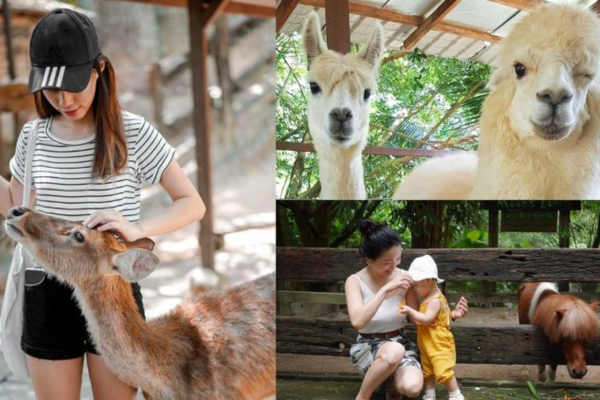 Farm in the City will make any family's KL trip a memorable one. (photo: collected)