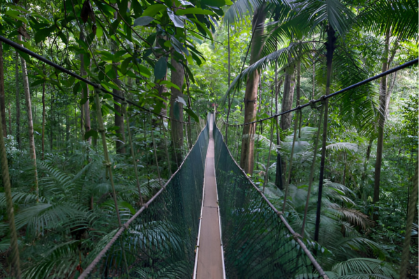 Tourists can get an aerial view of the Taman Negara from Canopy Walkway.