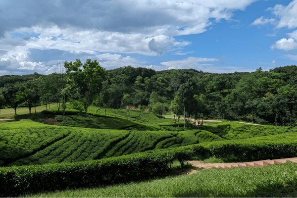 Sreemangal, the tea capital of Bangladesh.