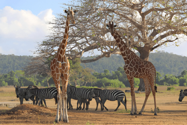 Calauit Safari Park has many wild animals that tourists love to see.