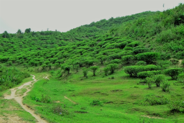 Lush greeneries of Khadimnagar. (credits: Mapcarta)