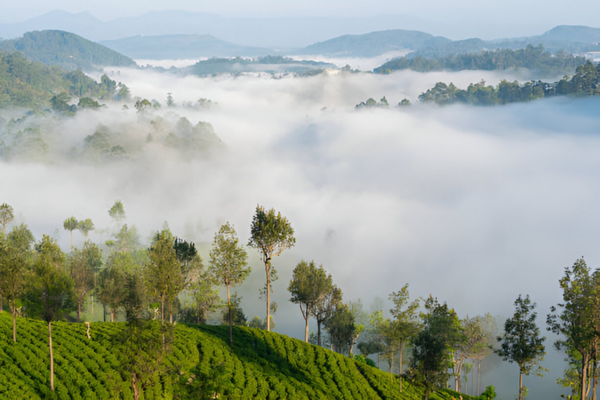 Haputale is a beautiful tourist point in Sri Lanka, where clouds touch the mountains.