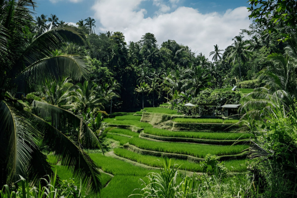 Green nature of Tagalalang Rice Terrace.