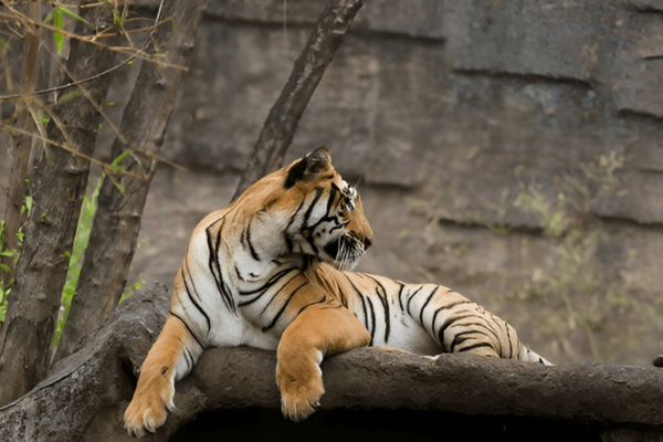 Places to Visit in Cox's Bazar - Dulhazra Safari Park